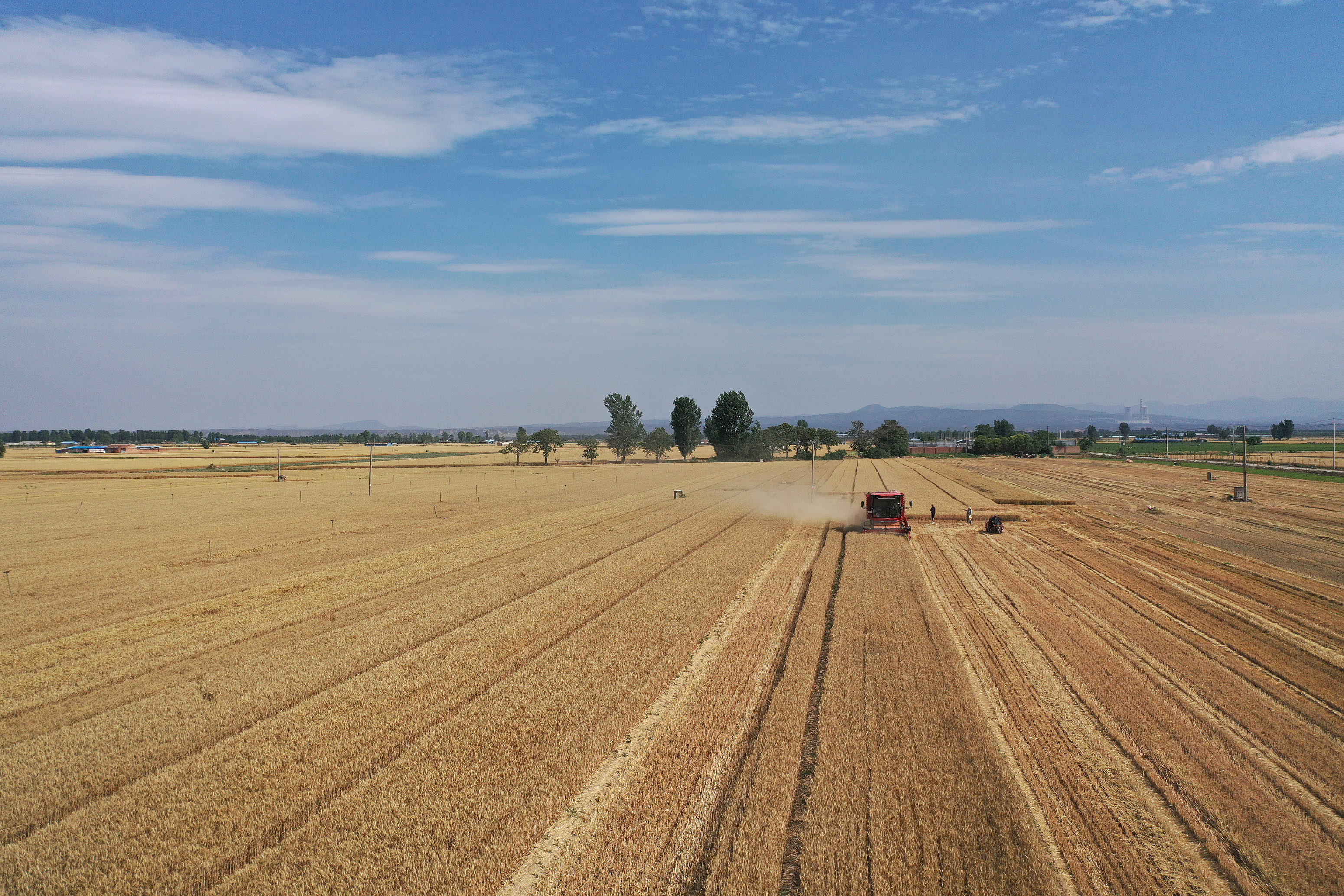 2025年6月3日,河南焦作,温县黄河街道滩王庄村农民驾驶收割机收获小麦。